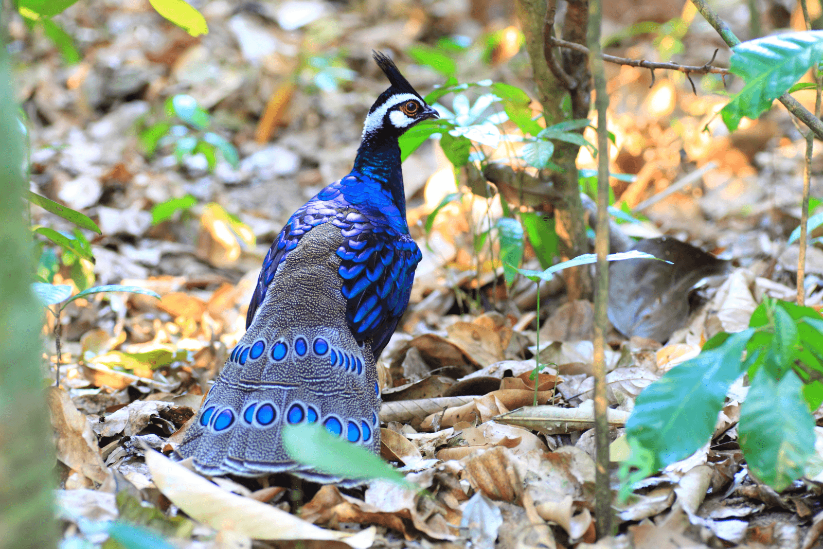 A peacock pheasant stood on leafy ground