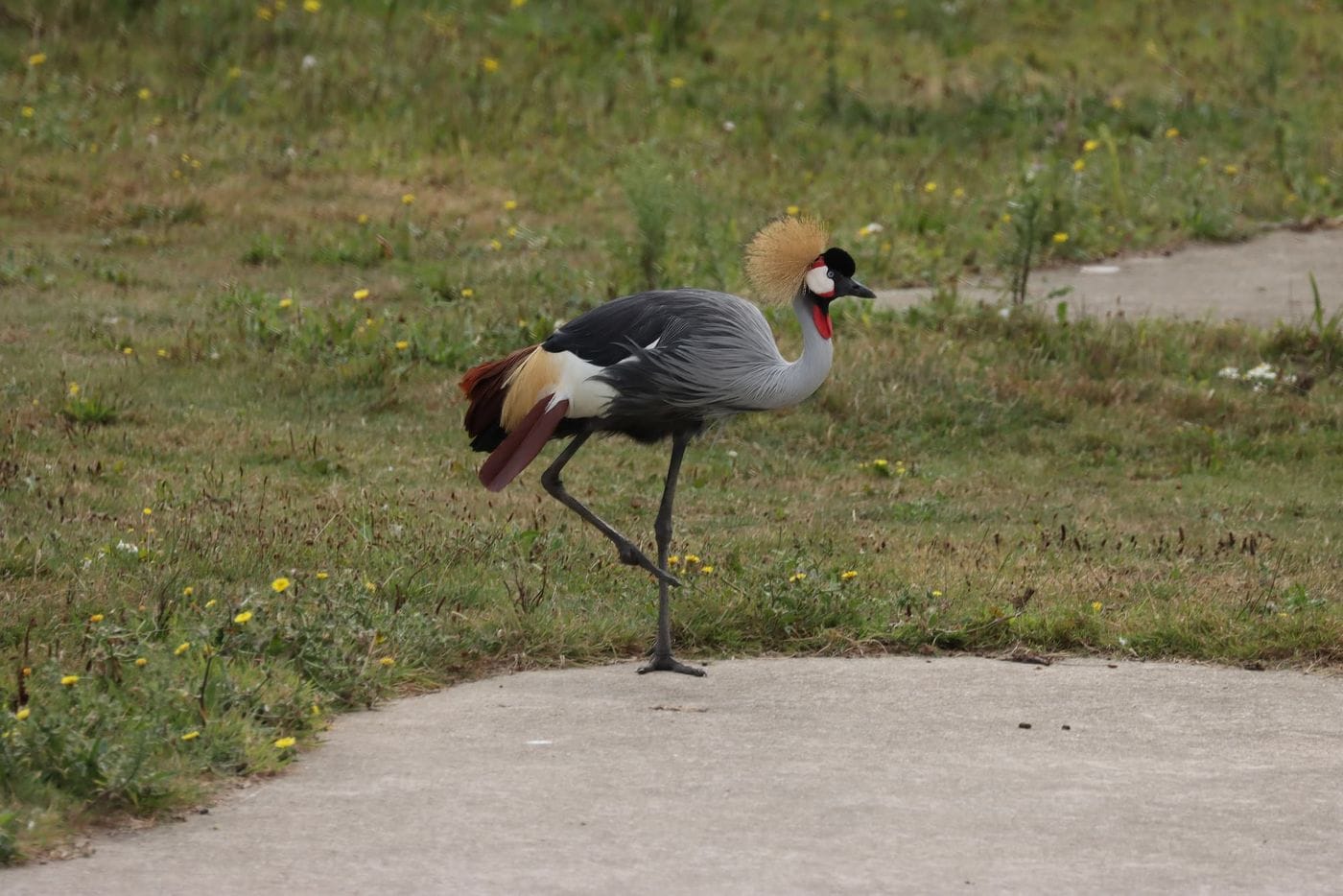 An east african grey-crowned crane, a tall bird with a magnificent crown